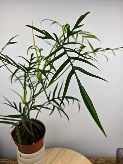 Philodendron polypodioides