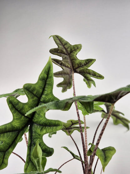 Alocasia Jacklyn