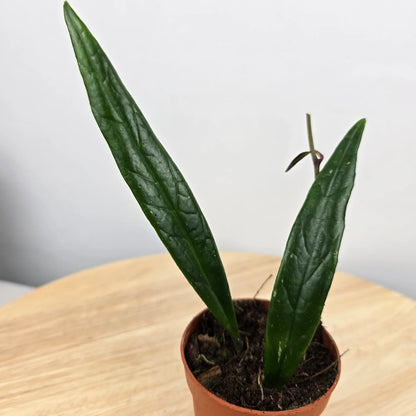 Hoya sulawesiana