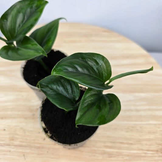 Monstera gambensis