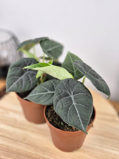 Alocasia Maharani