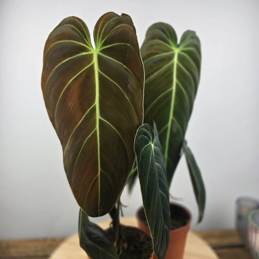 Philodendron Melanochrysum
