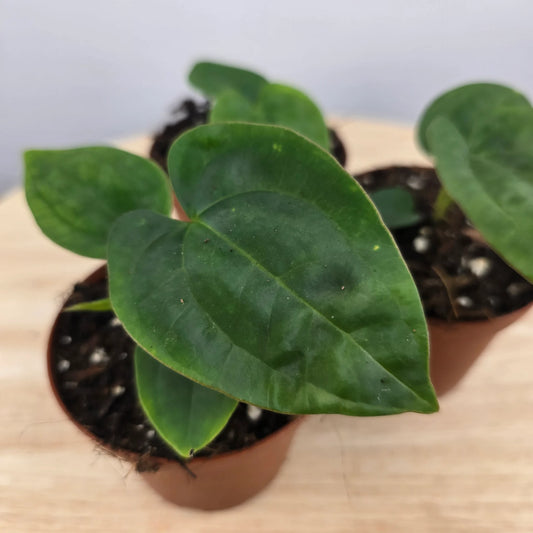 Anthurium papillilaminum x Dressleri