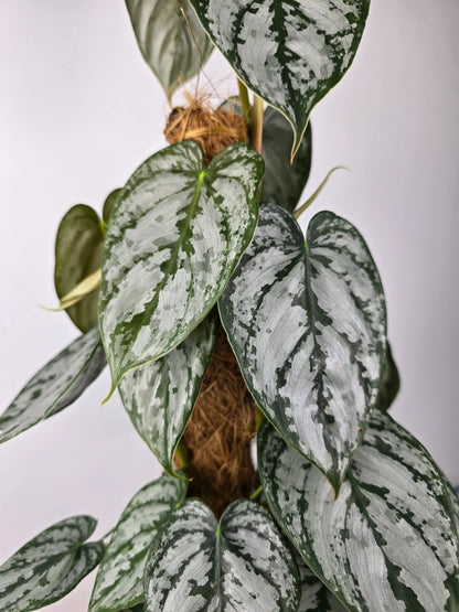 Philodendron brandtianum