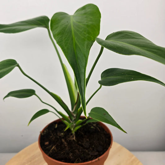 Monstera Burle Marx Flame