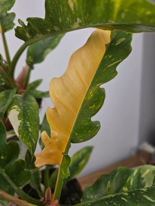 Philodendron 'Ring of Fire'