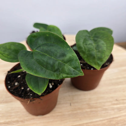 Anthurium papillilaminum x Dressleri