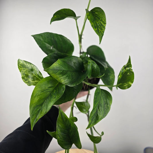Epipremnum pinnatum Marble Green