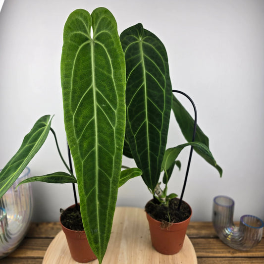 Anthurium warocqueanum 'L'