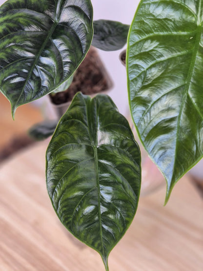Alocasia 'Green Unicorn'