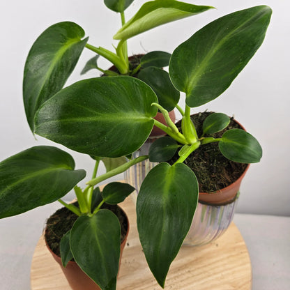 Philodendron Rugosum 'Aberrant Form'