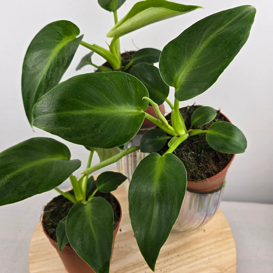 Philodendron Rugosum 'Aberrant Form'