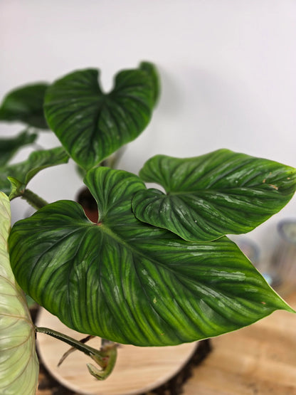 Philodendron plowmanii
