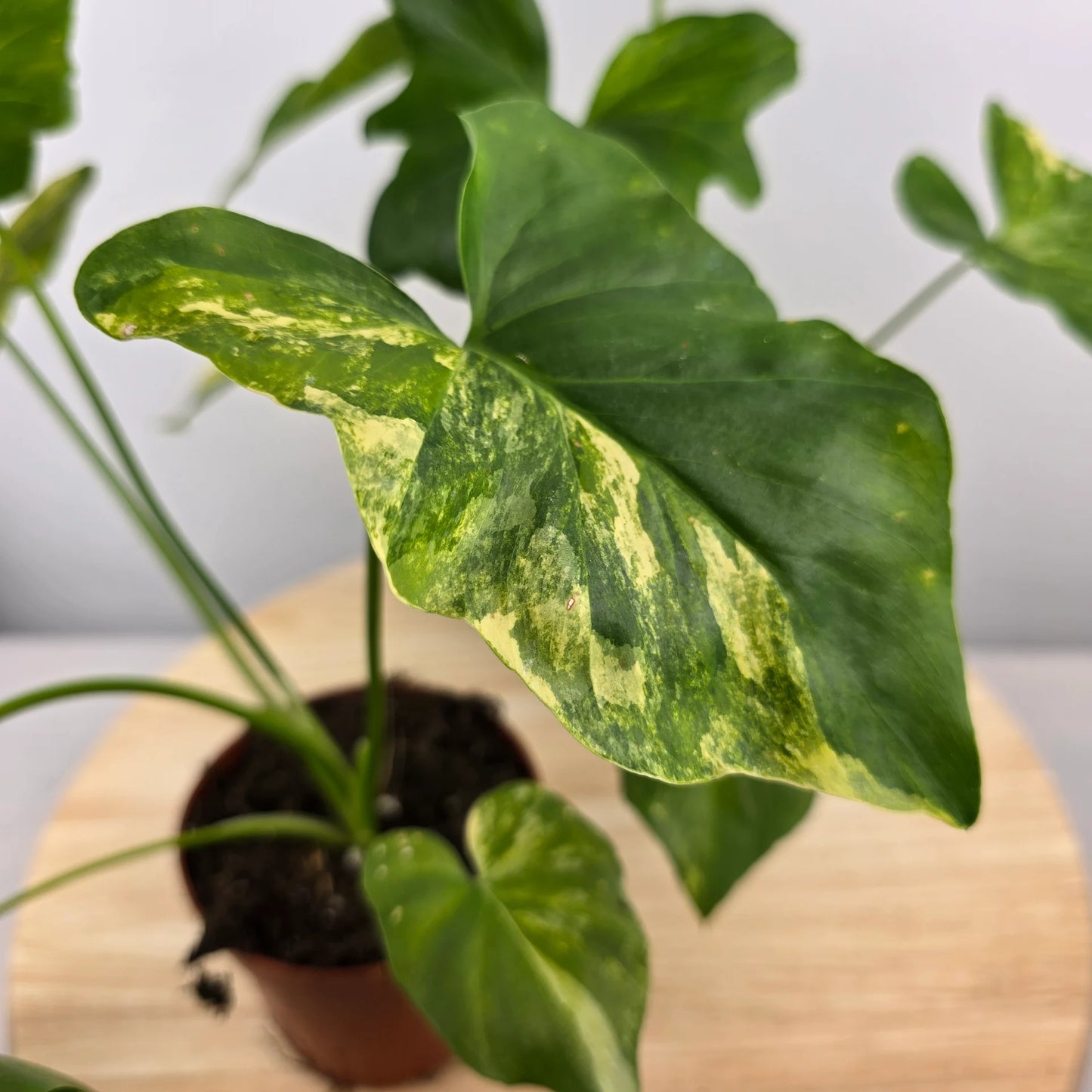 Philodendron Radiatum variegata