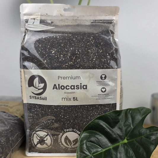 Alocasia Mix