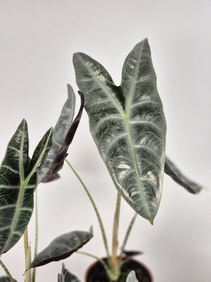 Alocasia Longiloba 'silver'
