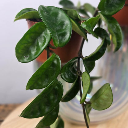 Hoya carnosa 'Krinkle 8'