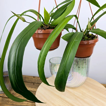 Anthurium vittariifolium