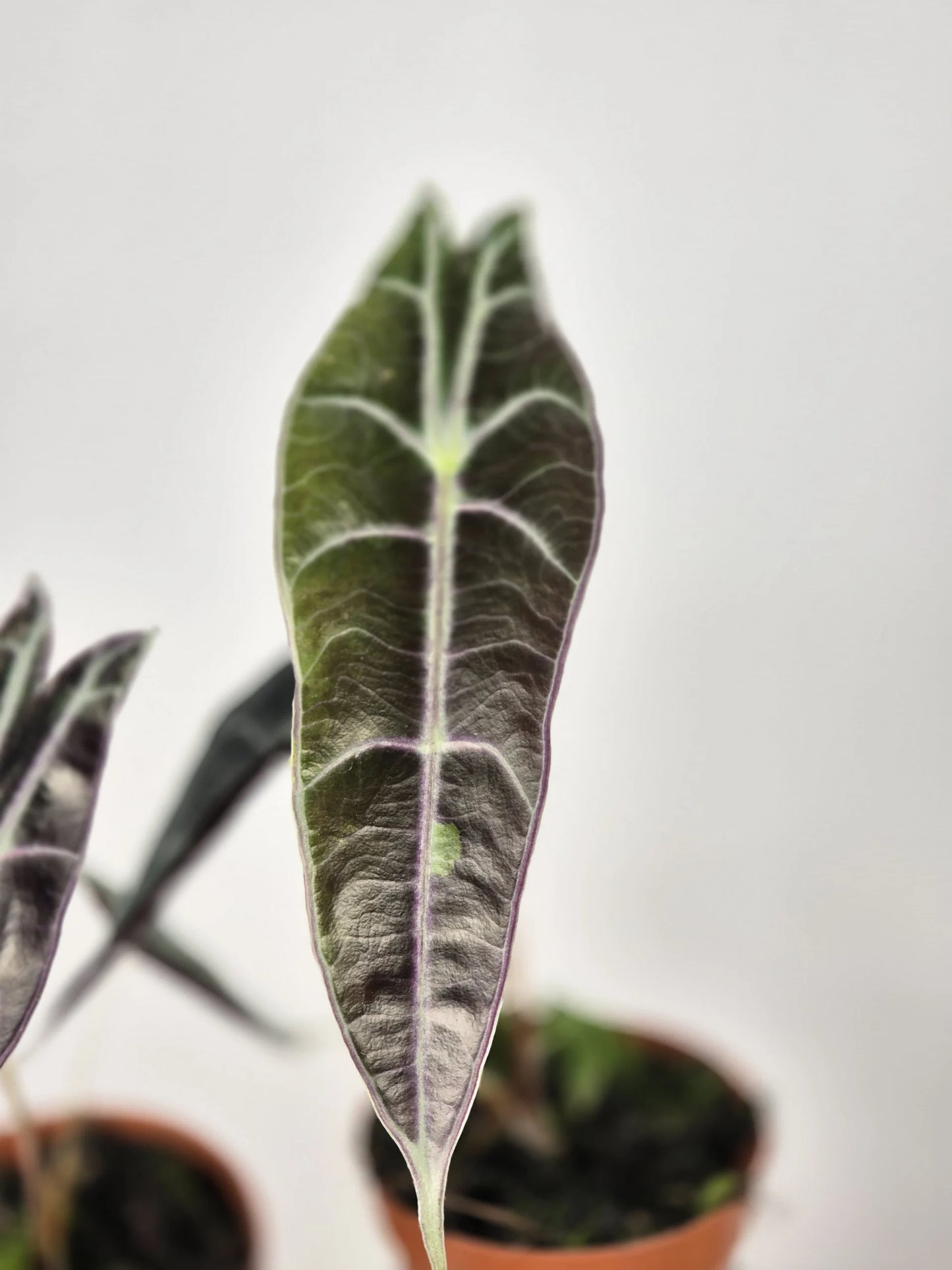 Alocasia Longiloba 'Purple'
