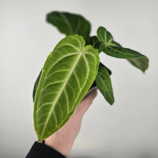 Anthurium villenaorum