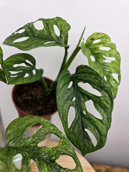Monstera adansonii Mint