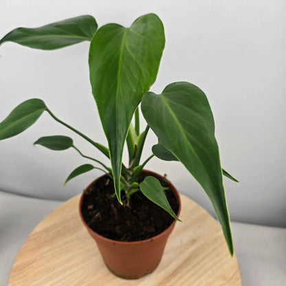 Monstera Burle Marx Flame