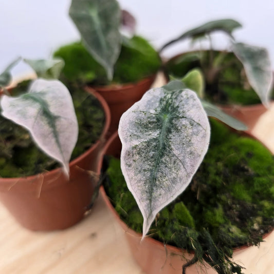 Alocasia Polly variegata