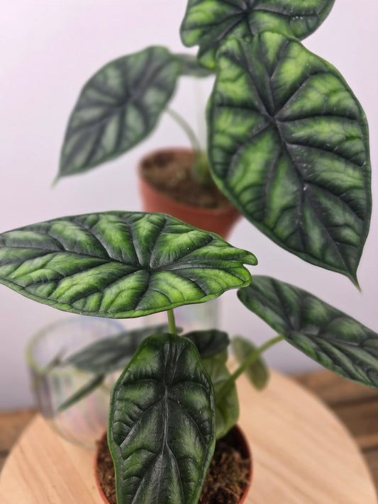 Alocasia 'Dragon Scale'
