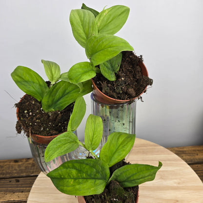 Rhaphidophora korthalsii marble aurea