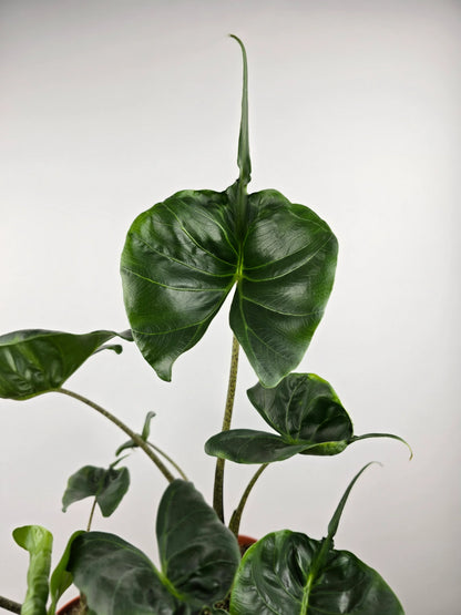 Alocasia Stingray