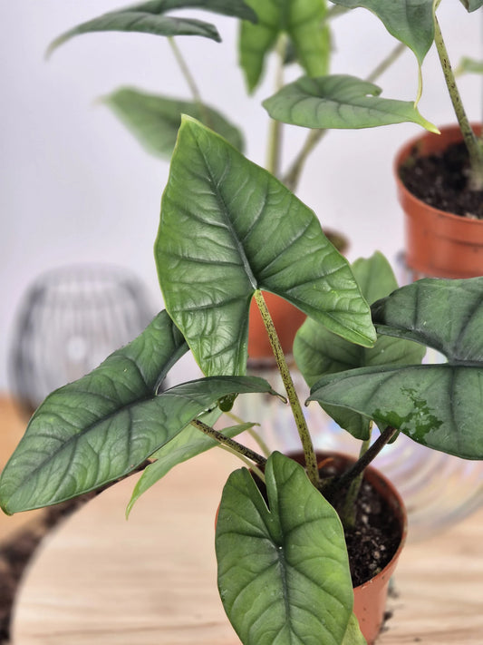 Alocasia Bisma 'Silver'