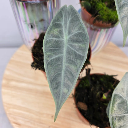 Alocasia Longiloba 'silver'
