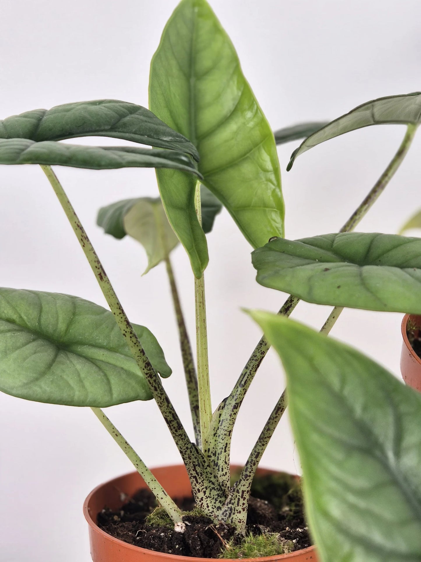 Alocasia Bisma 'Silver'
