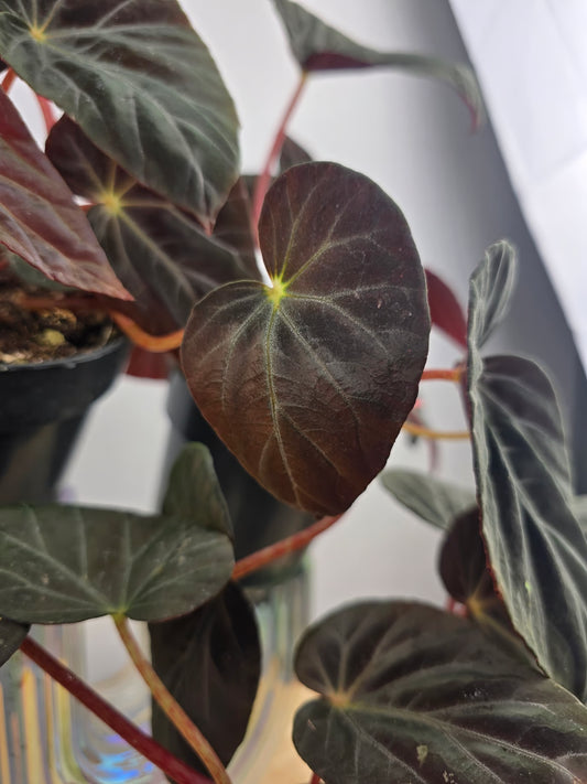 Begonia Burkillii 'Dark Form'