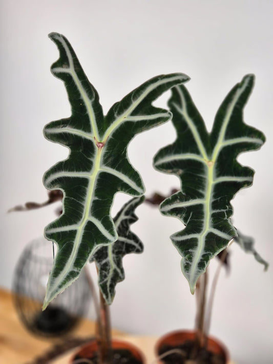 Alocasia Sanderiana 'Nobilis'
