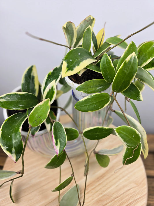 Hoya acuta 'variegata'