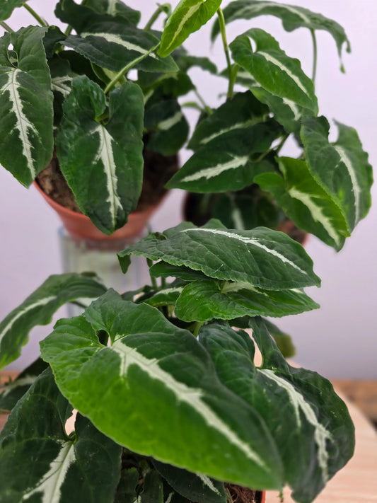 Syngonium Wendlandii