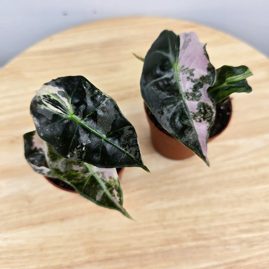Alocasia Polly 'pink variegata'
