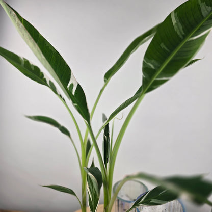 Musa 'Florida Variegata'