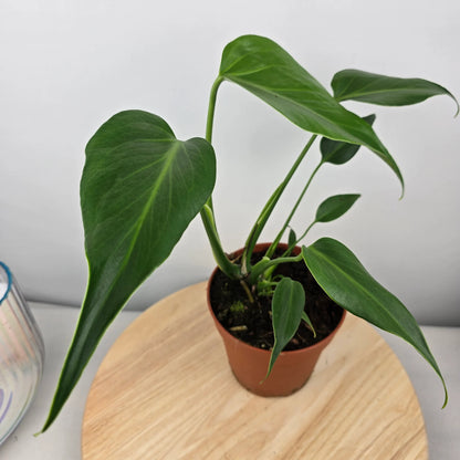 Monstera Burle Marx Flame