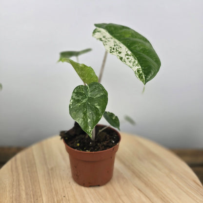Alocasia odora 'Batik Variegata'