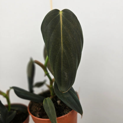 Philodendron gigas