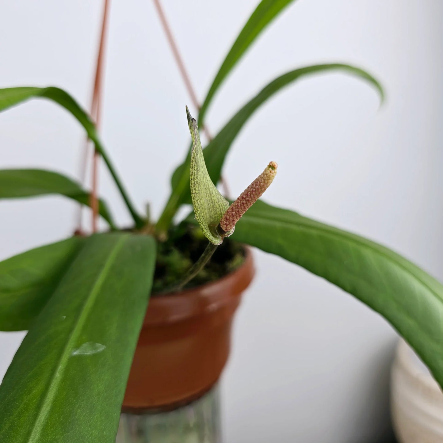 Anthurium vittariifolium