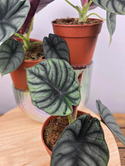 Alocasia nebula