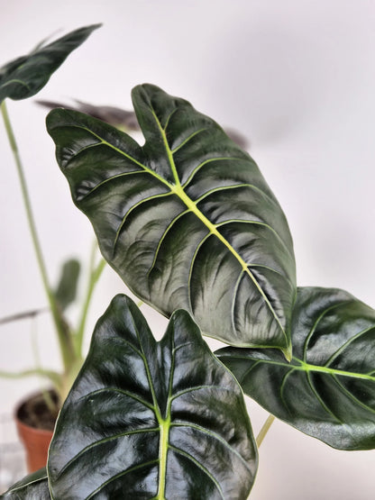 Alocasia 'Golden Bone'