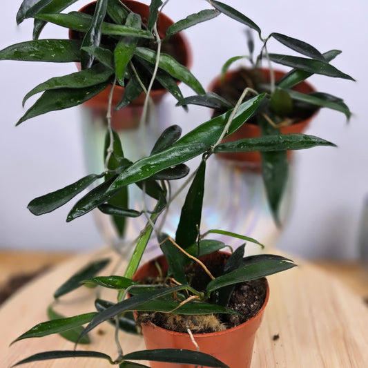 Hoya 'Minibelle'