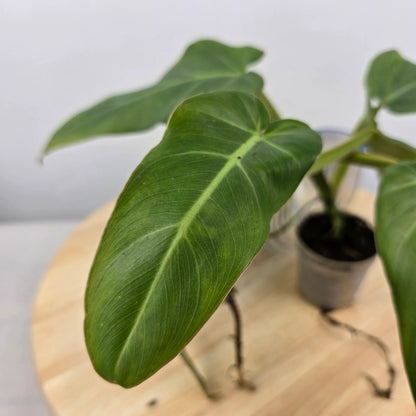 Philodendron Maximum