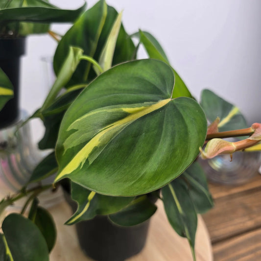 Philodendron scandens 'Brasil'