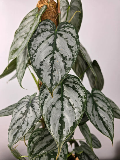 Philodendron brandtianum