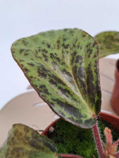 Begonia blancii mottled